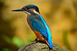 kingfisher-bird