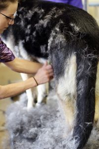 dog-grooming-tool-in-action